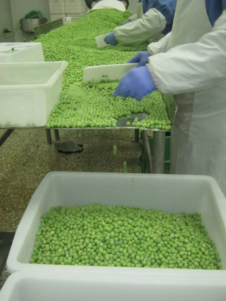 New Crop IQF Frozen Green Pea, Green Peas
