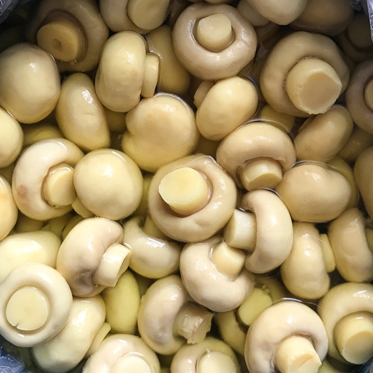 Canned Champignon Mushroom, Button Mushroom Whole in Drum Supplier