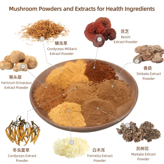 Health Food ISO Approved 25kg/Bag/Drum 30% Polysaccharide Hericium Erinaceus Mushroom